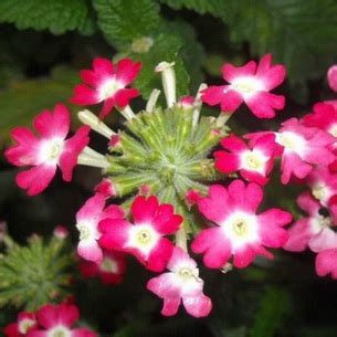 Вербена: посадка, уход, выращивание рассады из семян в домашних ...