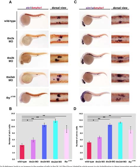 Figure From The Tbx A B Transcription Factors Direct Pronephros