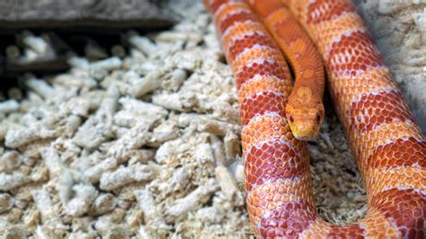 Corn Snake - Elmwood Park Zoo