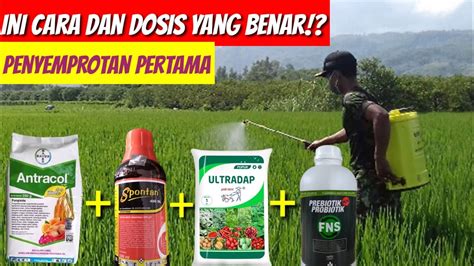 Penyemprotan Pertama Tanaman Padi Menggunakan Pupuk Ultradap Fungisida