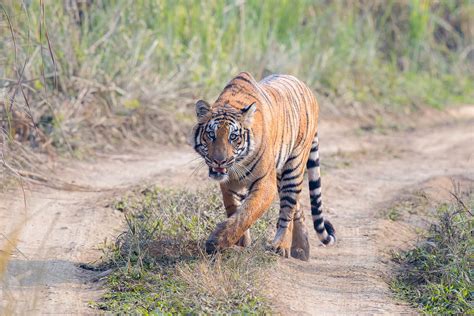 Nepal Tiger Reserves Awarded Nepali Times