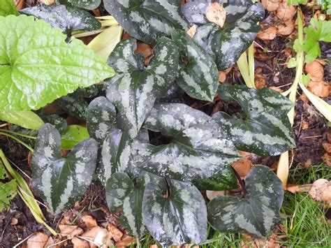 Asarum splendens (Chinese Wild Ginger, Splendid Wild Ginger) | North ...