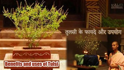 Benefits And Uses Of Tulsi Krish Astro Vastu