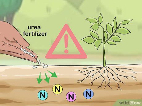 How to Apply Urea Fertilizer: 14 Steps (with Pictures) - wikiHow