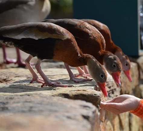 Qu Comen Los Patos Peque Os Adultos Y Salvajes Gu A De Alimentaci N