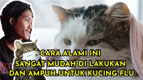 Cara Mengobati Kucing Flu Secara Alami Youtube