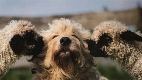 Chien sauvage du Valais à nez noir Pour beaucoup de gens la vue d un