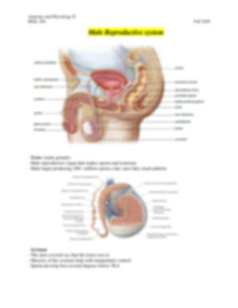 Solution Study Guide Reproductive System Studypool