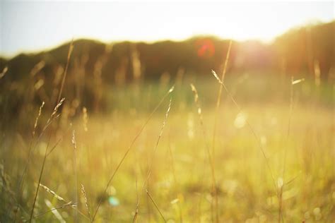 Grass field, nature, grass, plants HD wallpaper | Wallpaper Flare