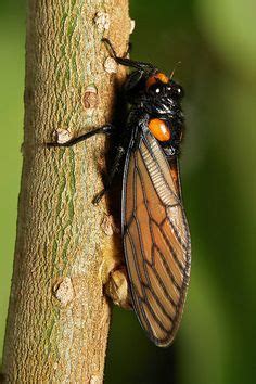 25 Kuliglig - Cicada ideas in 2022 | cicada, insects, beautiful bugs