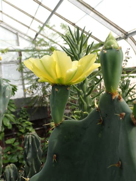 Opuntia Ficus Indica Cactaceae Image 144070 At PhytoImages Siu Edu