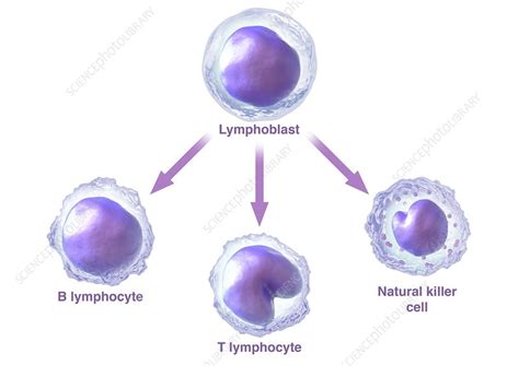 Lymphocytes Diagram Labelled