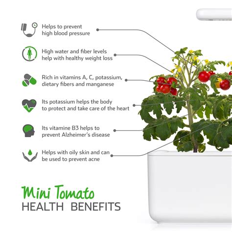 Mini Tomato Plant Pods | Click & Grow