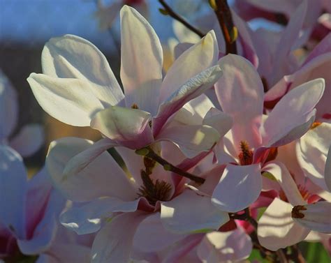 Sugar Magnolia Photograph By Steve Ratliff Fine Art America