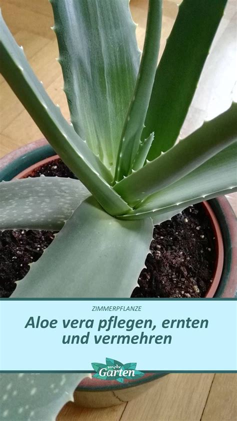 Pflege Tipps F R Aloe Vera Aloe Vera Vermehren Coole Pflanzen Aloe