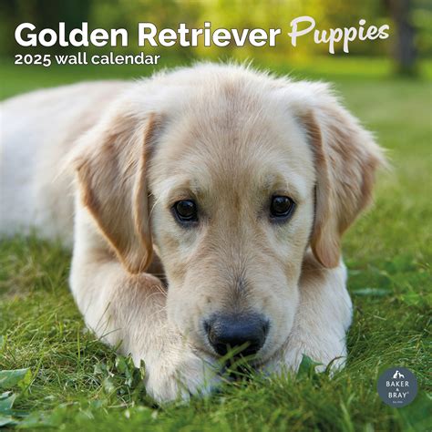 Golden Retriever Kalender Puppies Kopen Bestel Eenvoudig En Snel