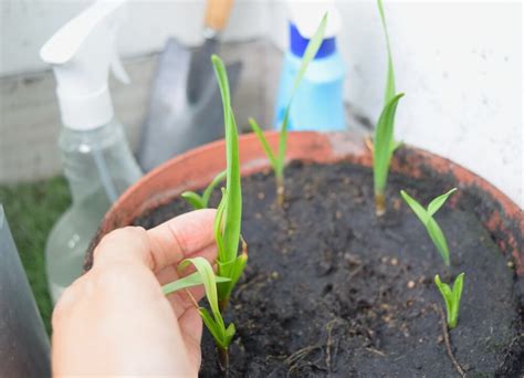 How To Grow Garlic In Pots: A Guide To Unlocking The Secrets Of ...