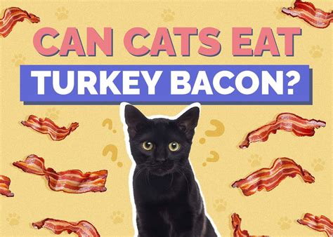 Can Cats Eat Turkey Bacon Vet Verified Facts And Faq Hepper