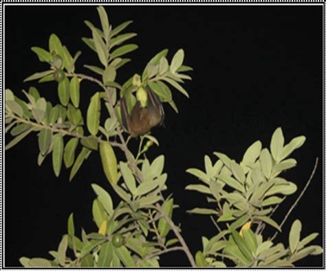 A Fulvous Bat Fruit Bat Rouesttus Leschenaultii Foraging On A Guava