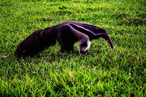 Amazing Facts About Giant Anteaters