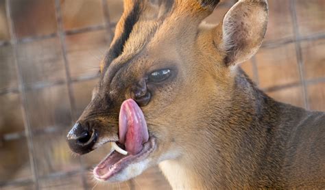 The Muntjac Deer Australian Geographic