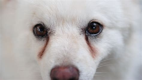how to get rid of tear stains on dog