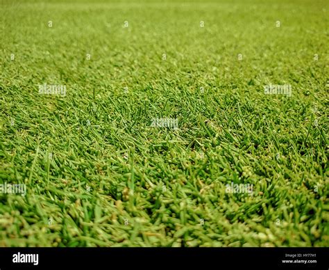 Golf course, natural green grass Stock Photo - Alamy