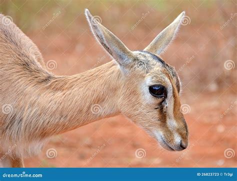 Cute Baby Antelope Head Closeup Stock Photos - Image: 26823723