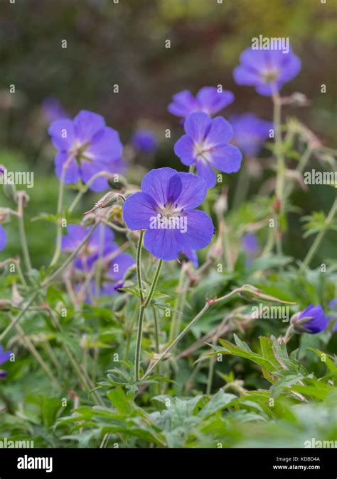 Geranium × Johnsonii Johnsons Blue Stock Photo Alamy