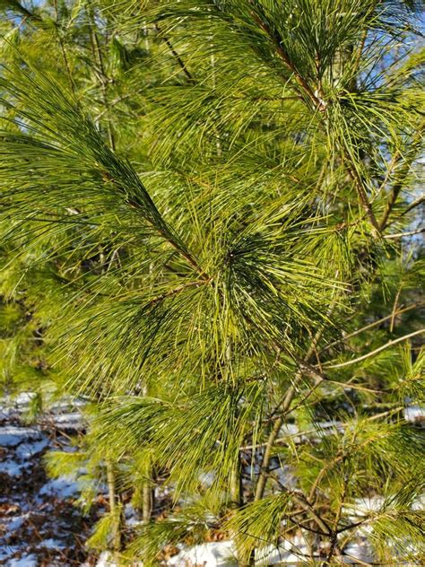 Eastern White Pine Needles Pinus Strobus - Etsy