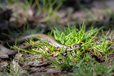 Couleuvre Helvétique Grass Snake Natrix helvetica Flickr