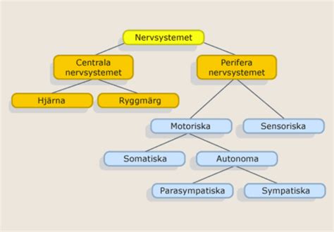 Nerver Flashcards Quizlet