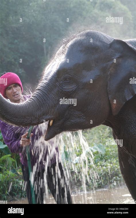 Mahouts Elephant Trainer Washing An Elephant At The Anantara Golden