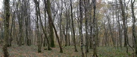 Banco De Imagens Panorama árvore Natureza Pântano Ramo Plantar