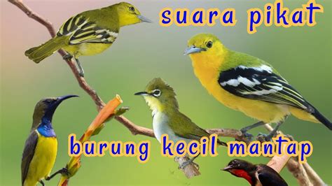 Suara Pikat Burung Kecil Ribut Mp3 Mantap YouTube