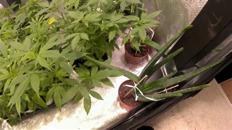 Amvgrows Lst Autoflower Flower Veg Cannabis Clones Cooltube Give Away Status And Cat Youtube