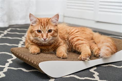 Cute Ginger Cat Lying On The Scratching Post Stock Image Image Of