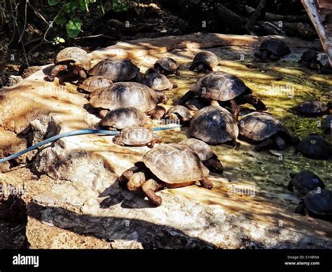 Bebé Tortuga Gigante Criados En El Centro De Investigación Charles