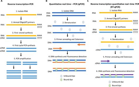 RCR, RT-PCR, qPCR, RT-qRCR learned? 