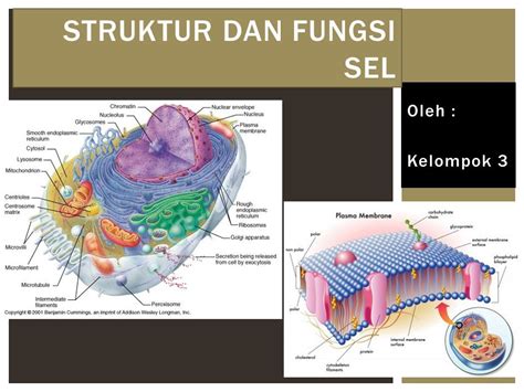 Gambar Struktur Membran Plasma Ujian