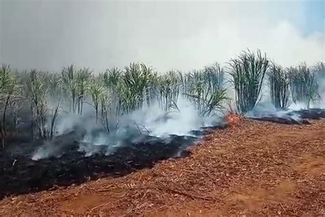 Fogo atinge área de canavial na SP 306 SBNotícias