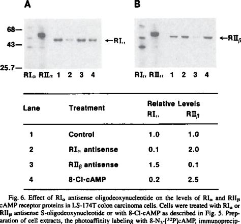 Table 1 From An Antisense Oligodeoxynucleotide That Depletes RI Alpha