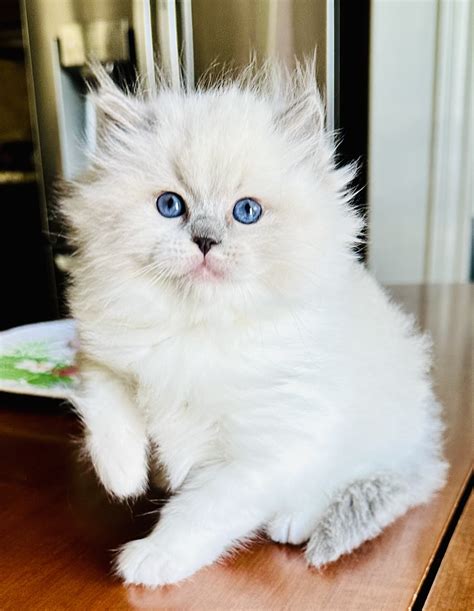 Available Ragdoll Kittens for sale Texas | Regency Ragdolls