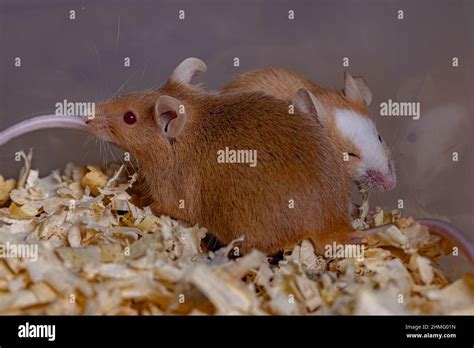 Small House Mouse of the species Mus musculus Stock Photo - Alamy