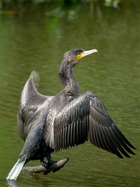 Fotos Gratis Naturaleza P Jaro Ala Fauna Silvestre Pico Aves