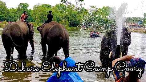 Bathing The Elephants And Much More At Dubare Elephant Camp Coorg