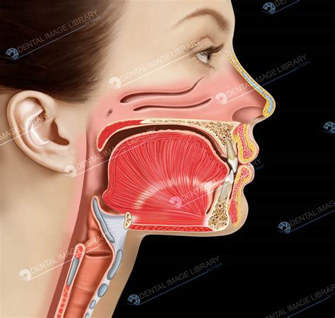 Midsagittal Section Of The Head And Neck Jb Dental Image Library