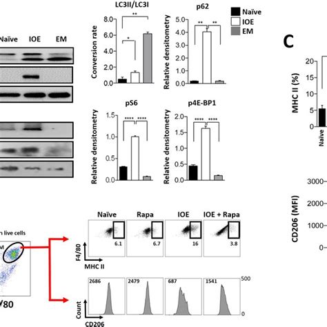 PDF MTORC1 Mediated Polarization Of M1 Macrophages And Their