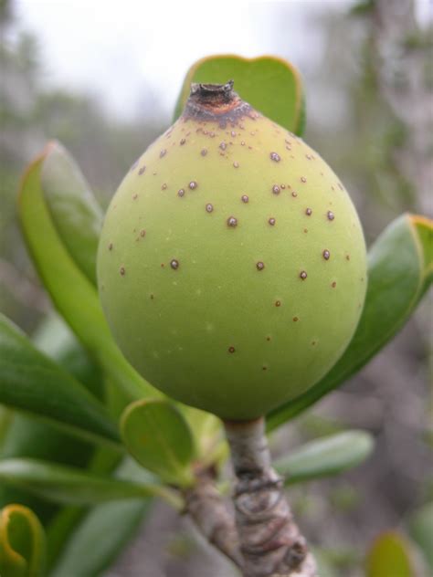 Casasia clusiifolia - Leon Levy Native Plant Preserve