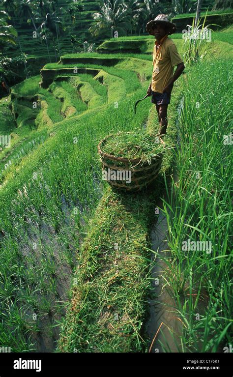 Indonesia, Bali, paddy field Stock Photo - Alamy